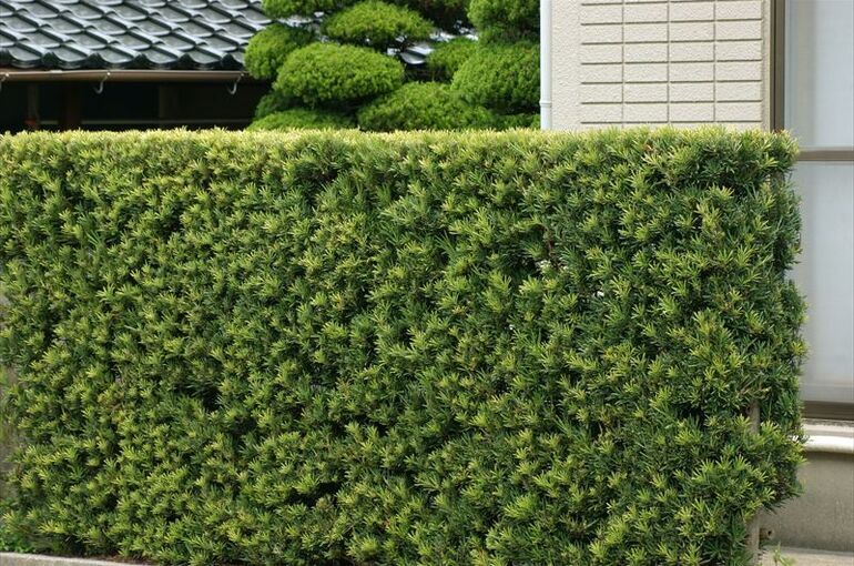 生垣に使う樹木の選び方について
