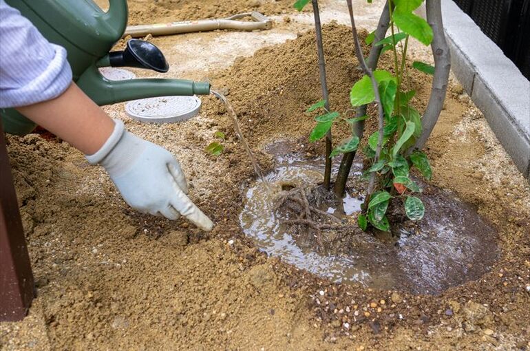 庭に植栽するメリットは？